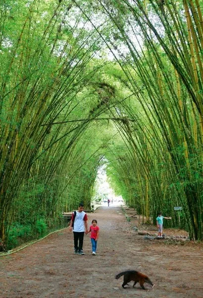 Explorando la Amazonía: Aventura y Cultura en Napo - Pastaza - Cya On The Road