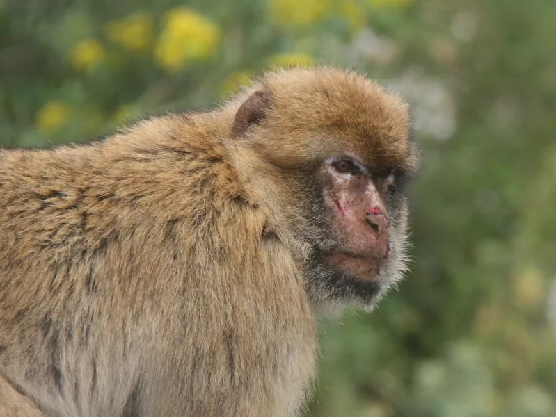 Barbary Macaque & Cable Car - Cya On The Road