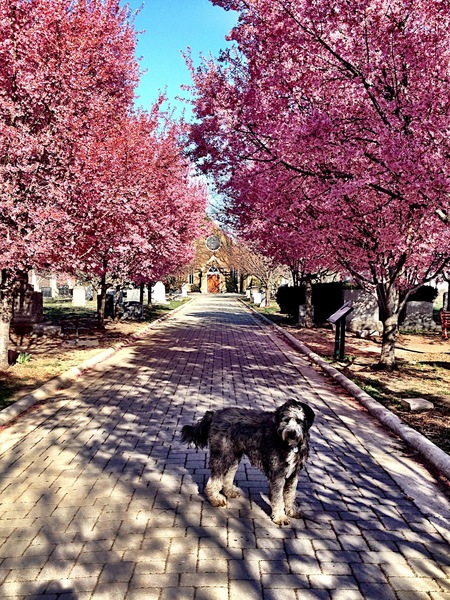 Historic Congressional Cemetery: The Dead Tell the Best Stories - Cya On The Road