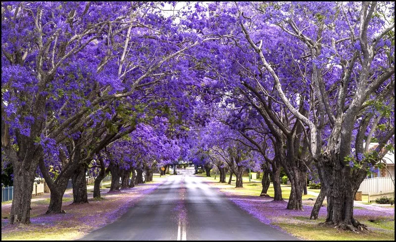 'Jaca Fever' Walking Tour: Explore Grafton's purple paradise - Cya On The Road